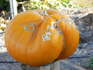 Bull Dog, Nipomo Pumpkin Patch best carving idea